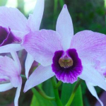 Laelia purpurata